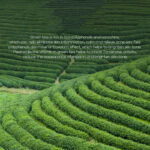 Green Tea Toner 100ml Moisturizing Lotion Skin Care Products - Image 4